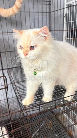 Kucing Persian Mix Manja & Comel - photo 2 of 6