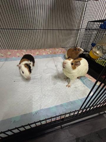 Guinea pig - Pets for sale in Bandar Bukit Raja, Selangor