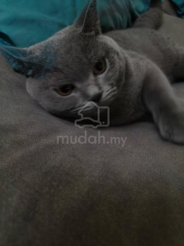 BSH Male - photo 6 of 6
