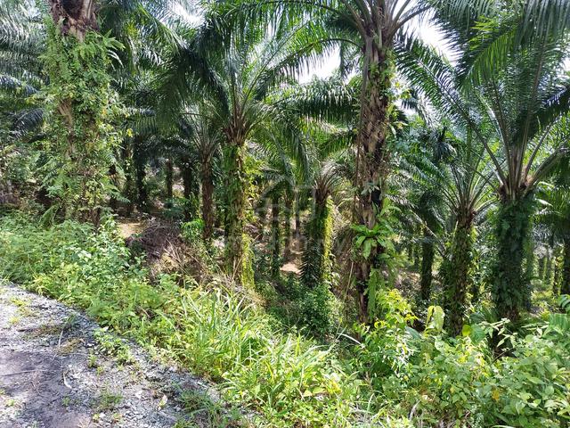 For Sale Kiansom 75 Acres Land | Oil Palm | Birdnest 5