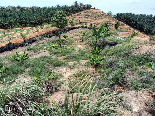 Freehold Agricultural Land – 3 Acres (3 Geran) – Mukim Gadong, Rembau, 1