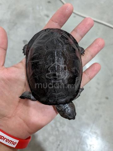 Carousel Image
