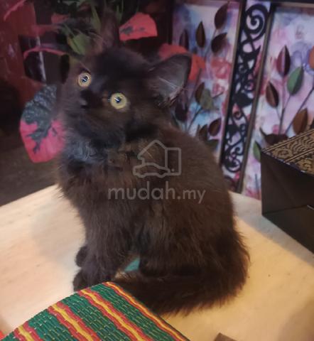 Black kitten 🐈‍⬛ - photo 5 of 6
