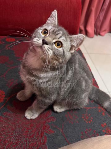 Kitten Mixed British Short Hair Bsh Pets For Sale In Petaling Jaya