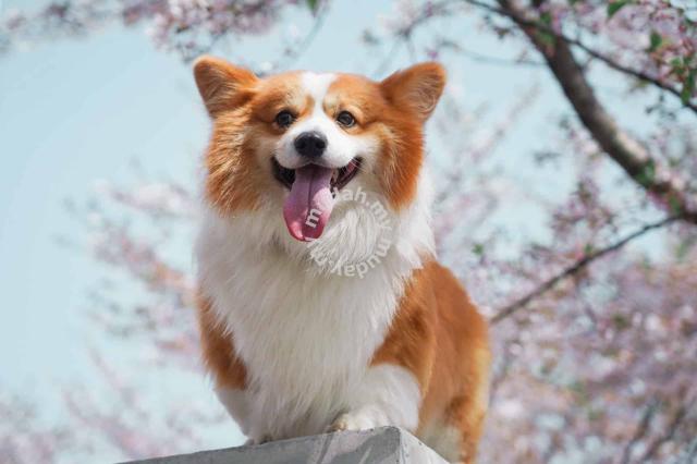 Long on sale haired corgi