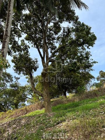 Pahang Karak Agricultural Land With MUSANG King rm180k per acre 1