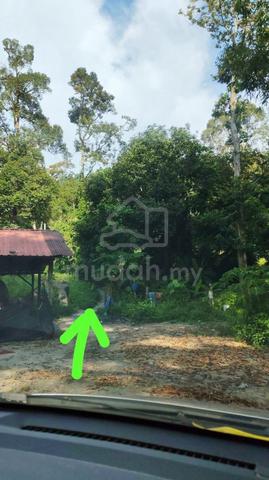 Teluk Kumbar Freehold Flat Land Durian orchard for Sale 1