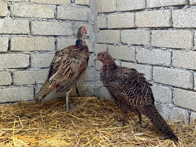 Burung kuang / ring neck pheasant - photo 5 of 5