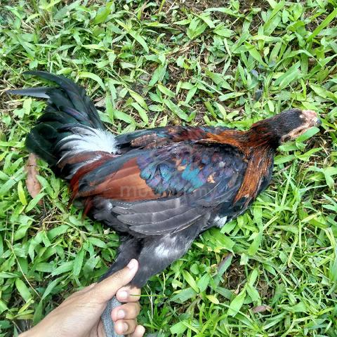 Ayam Hutan Balung Batu - Pets for sale in Hulu Langat, Selangor