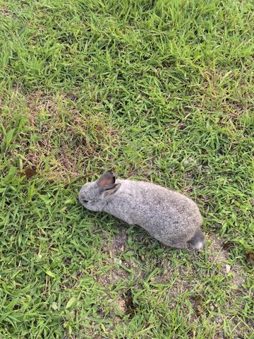 Rabbit with good heath for sale  - photo 4 of 6