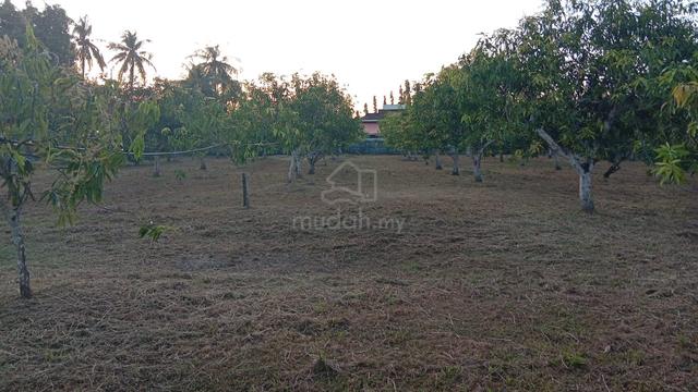 KEBUN HARUMANIS+RUMAH utk dilepaskan 1