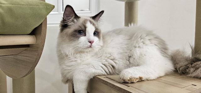 ragdoll - Pets for sale in Alma, Penang