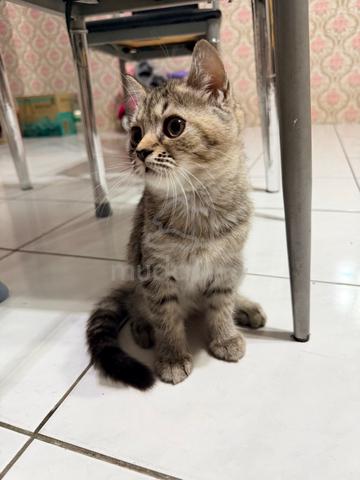 BSH Mix Persian Kitten to Rehome - photo 4 of 5