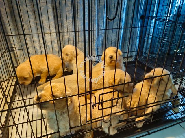 Golden Retriever - Pets for sale in Kuching, Sarawak