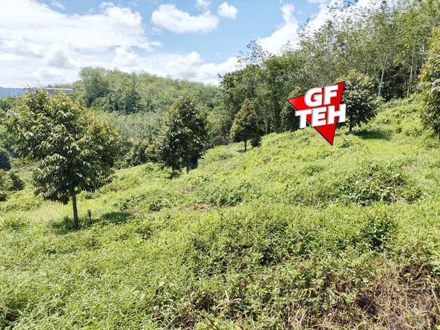 9.9 Acres Agricultural Land | Durian Plantation | Lenggong | Perak k 1