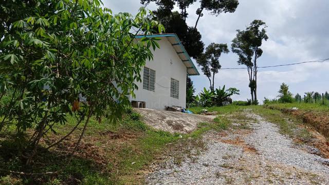 Durian cum fruit orchard land to let 1