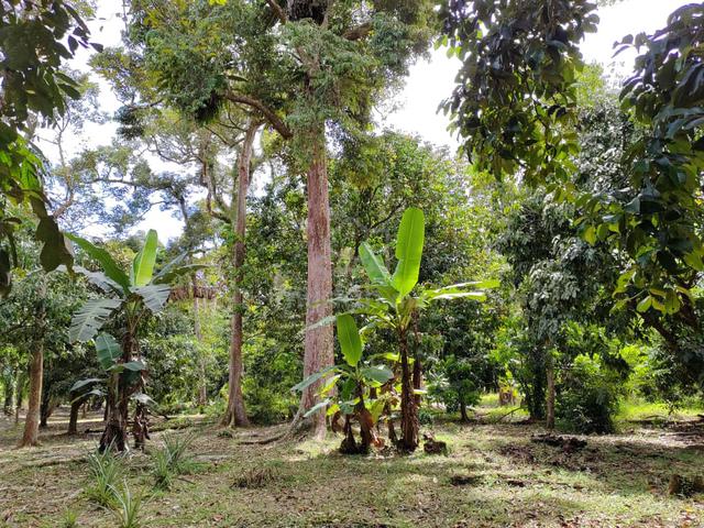 Pontian Agricultural Land For Sale 1