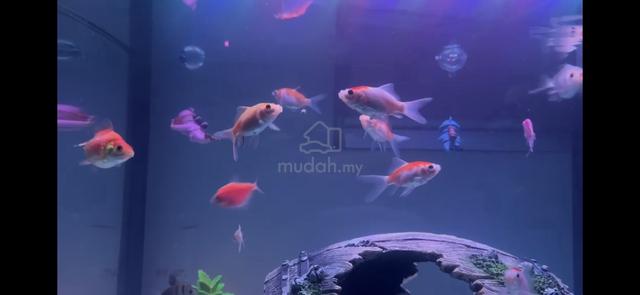 Ikan Common dan Comet Goldfish 7 ekor🐠🐟 - photo 2 of 6