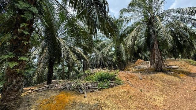 Tanah sawit Tangkak 1