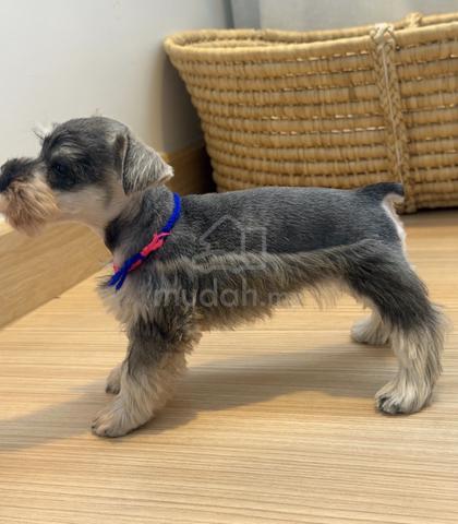 SCHNAUZER MINIATURE PUPPIES S119🌻 雪纳瑞 Available - photo 2 of 4