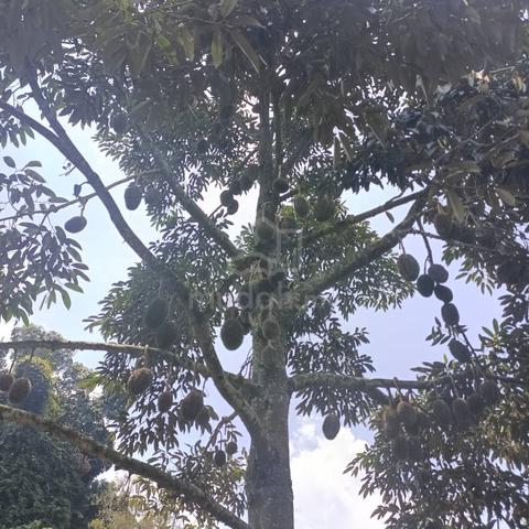 Freehold Durian Farm at Tapah Perak 1