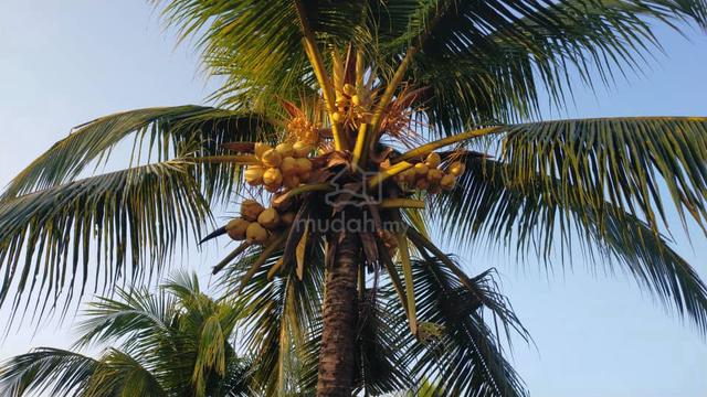 Kuantan 1408 acres  Coconut Plant 4