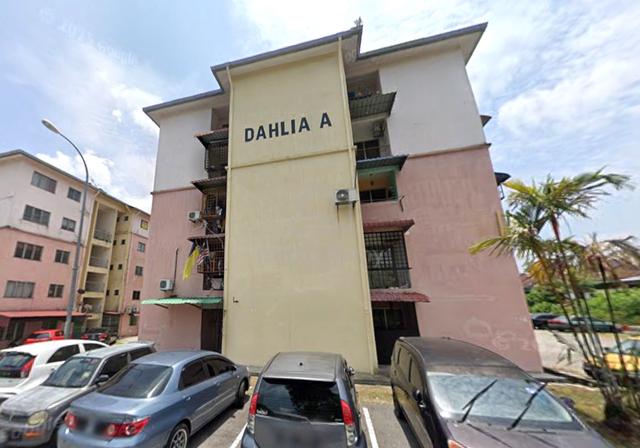 Flat Dahlia 1