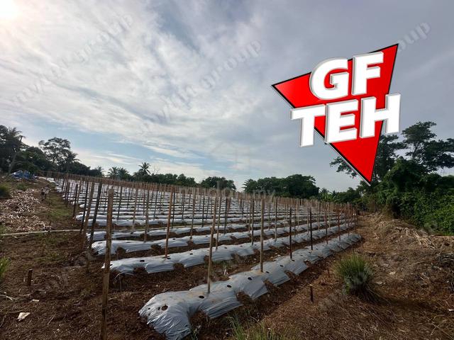 Fertile Soil  Sungai Lalang  Kedah Rm9.2psf a 1