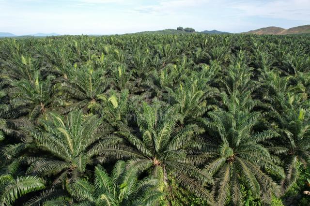 Oil Palm Land & Plantation | Nearby Tawau & Kunak 1