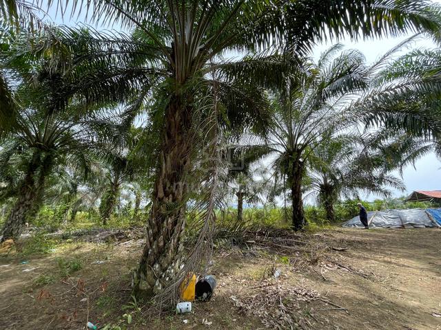 Tanah Pokok Sawit 7 Relong 5 Ekar Di Jeneri, Sik 3