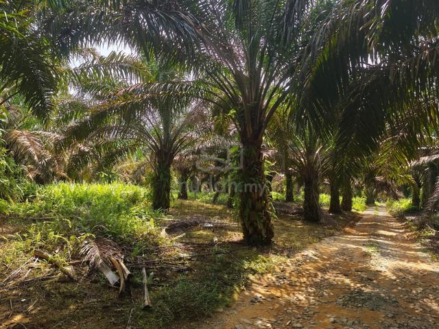 Kulai sedenak Bukit batu 10 ekar 7yrs kelapa sawit land freehold sale 2