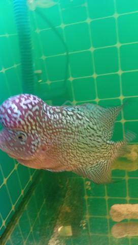 Full face pearl - photo 3 of 6