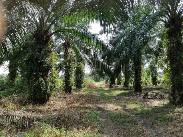Land for Sale at Sungai Sendok, Rawang, Kesang, Johor 1