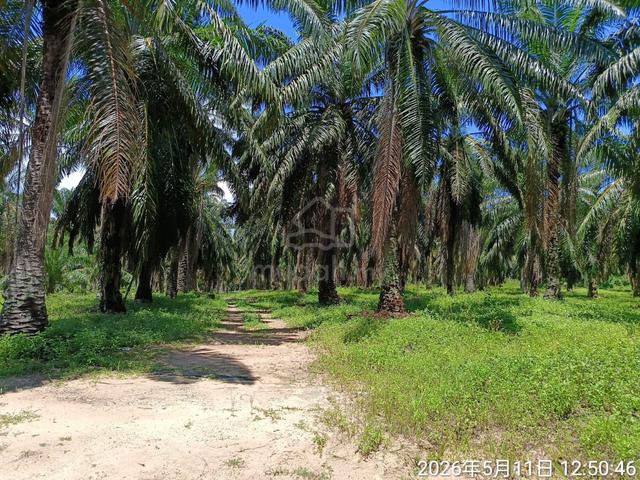 Palm Oil Plantation For Sale  1