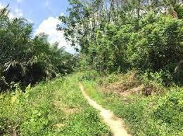 Kg Rempah, Tampin, Negeri sembilan land for sale 1