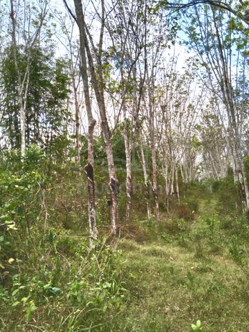 Kebun getah ready diusahakan Harga Terlajak Murah 2