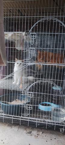 2 ekor dewasa kucing untuk dilepaskan..  - photo 4 of 6