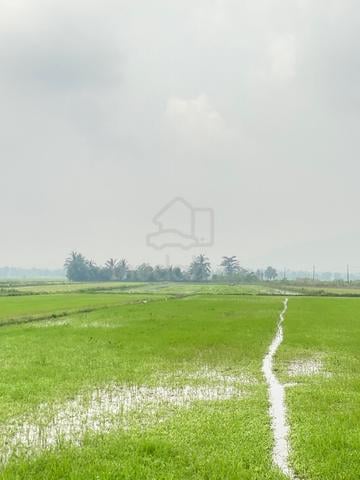 Tanah Sawah untuk Dijual Pasir Puteh 1
