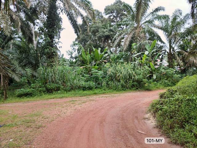 [CHEAP SALE] Bukit Tagar near Ijok, Bestari Jaya @ Agriculture Land 1