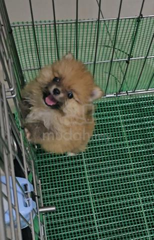 Tiny Pomeranian - photo 2 of 6