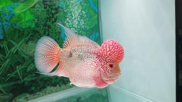 flowerhorn kamfa 2 tone - photo 5 of 6