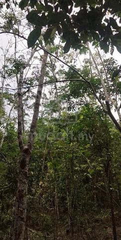 Tanah cantik untuk di jual di Juaseh kapitan.negeri sembilan 1