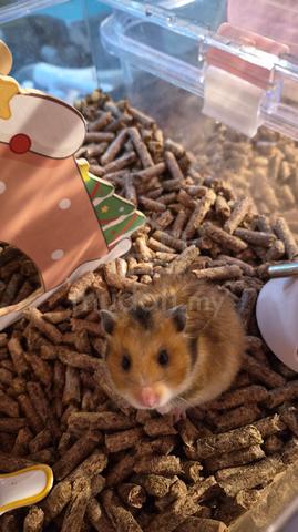 Carousel Image Selected