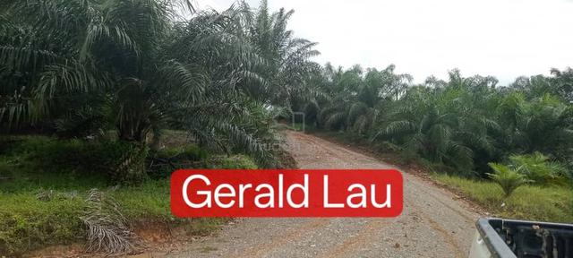 CL Agriculture Land|Palm Estate|Palm Tree|Telupid|Beluran|Sabah 1