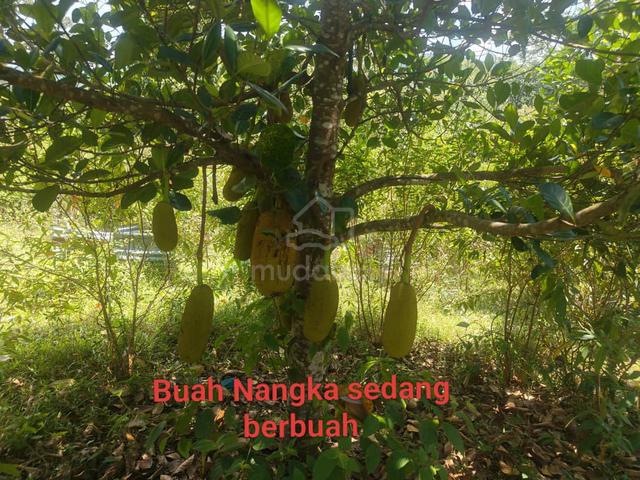 Tanah 1.0 ekar Kg Dengkir Inas(Sgt Sesuai Buat Rumah+Dusun+Kolam) 1