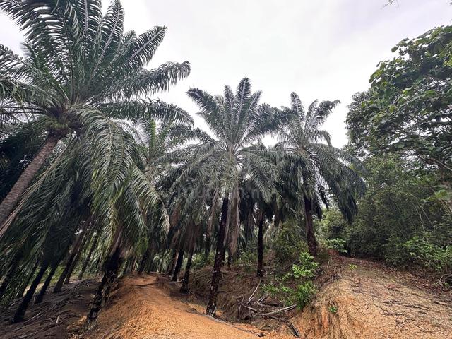 Melaka Alor Gajah Masjid Tanah Freehold Palm Oil Agricultural Land 1