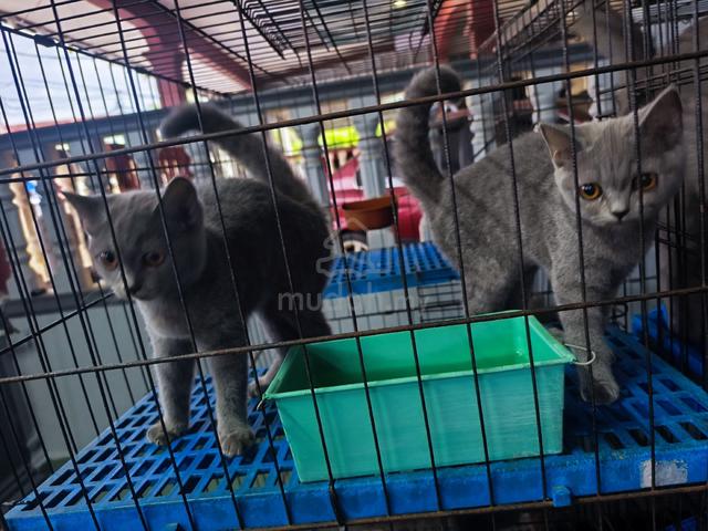 bsh - photo 3 of 3
