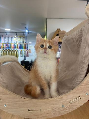 BSH Non-Standard Munchkin - photo 3 of 6