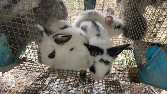 arnab rabbit mix - photo 3 of 3