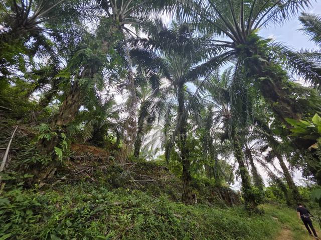100meter main road enter 24.5 acres Palm Oil Agri land 大路100米进油棕芭24.5亩 1